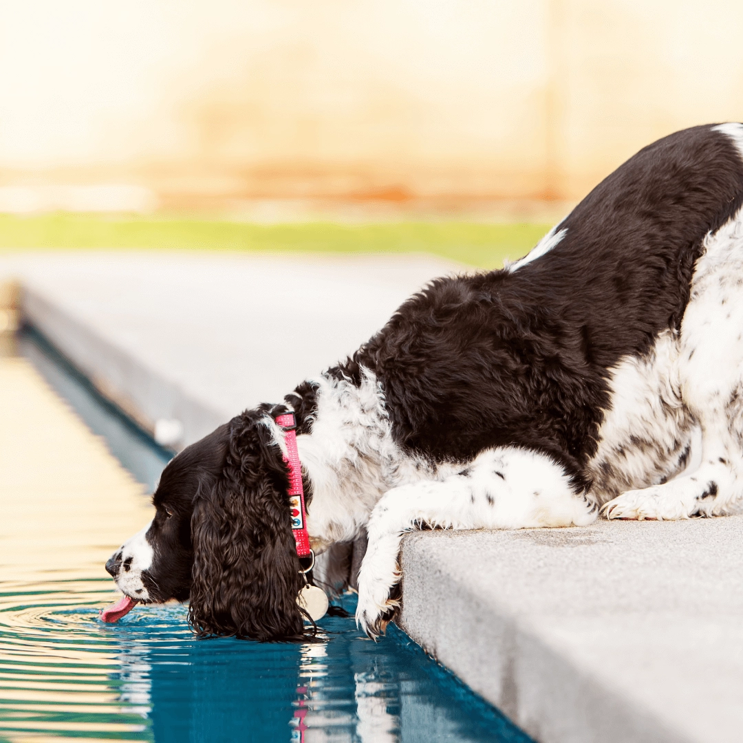 hund_poolwasser