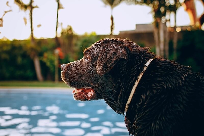 hunde-pool